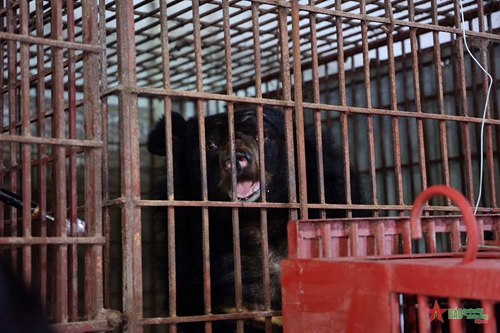 Tổ chức động vật châu Á: Cứu hộ 2 cá thể gấu đầu tiên đưa về Trung tâm cứu hộ gấu Việt Nam tại vườn quốc gia Bạch Mã

